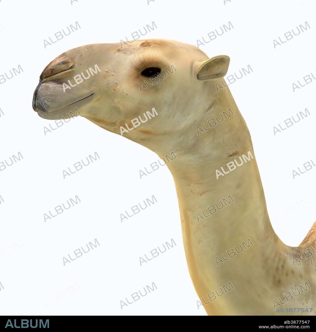 Camelops hesternus portrait. Camelops was a camel-type herbivorous animal that lived in North America during the Pleistocene Period.