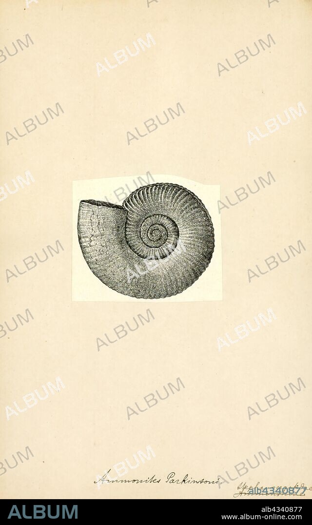 Ammonites parkinsoni, Print, Ammonoidea, Ammonoids are a group of extinct marine mollusc animals in the subclass Ammonoidea of the class Cephalopoda. These molluscs, commonly referred to as ammonites, are more closely related to living coleoids (i.e., octopuses, squid, and cuttlefish) than they are to shelled nautiloids such as the living Nautilus species. The earliest ammonites appear during the Devonian, and the last species died out in the Cretaceous–Paleogene extinction event.