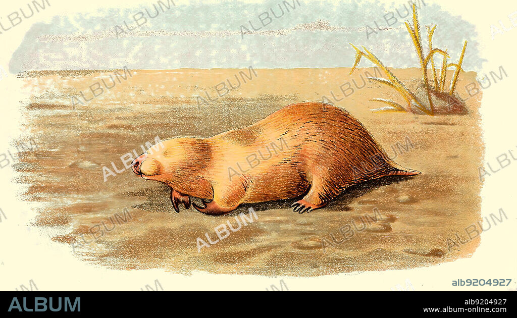 Großer Beutelmull (Notoryctes typhlops / Marsupial mole, southern marsupial mole, Notoryctes typhlops, Historisch, historical, digital improved reproduction of an original from the 19th century / digital restaurierte Reproduktion einer Originalvorlage aus dem 19. Jahrhundert, genaues Originaldatum nicht bekannt,.