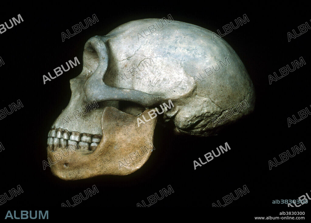 Homo heidelbergensis ( Heidelberg Man ) skull, from the Early Pleistocene era, roughly 600,000 to 400,000 years ago. See 2t9998, 2t9999, 2t9996, 2v6358, 2t9940, 2t9993, 2t9992, 2t9939, and 2t9995 for skulls of human evolution.