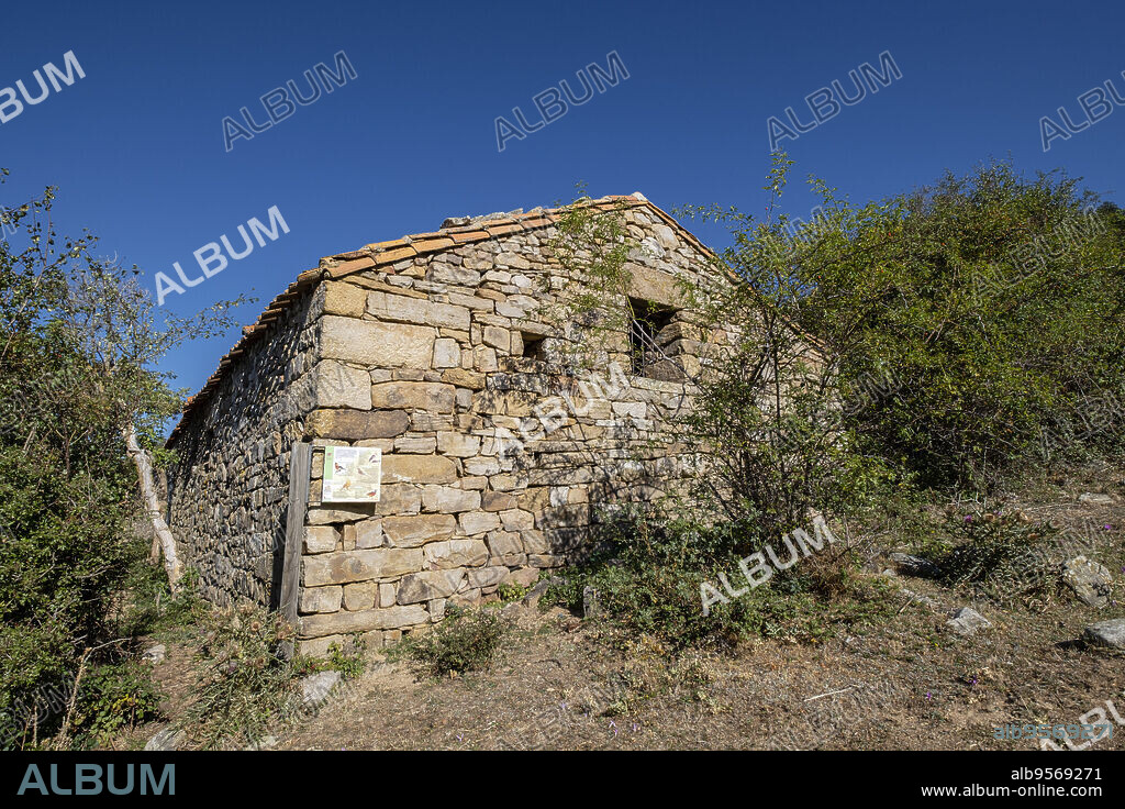 Garagüeta holly, Ilex aquifolium, Soria, Autonomous Community of Castile, Spain, Europe.