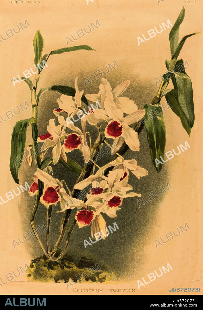 JOSEPH MANSELL AFTER HENRY GEORGE MOON. Dendrobium Leechianum. Medium: color lithograph.