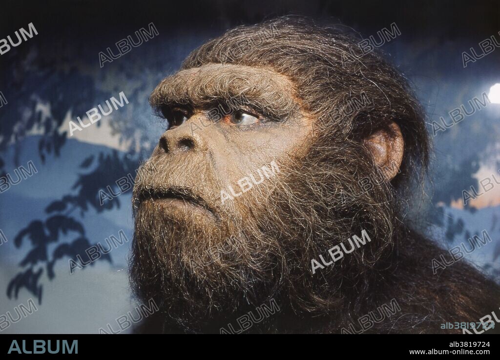 Reconstruction of an Australopithecus robustus male, from fossils found in Swartkrans Cave in South Africa.  Also known as Paranthropus robustus, these hominids lived two million years ago.