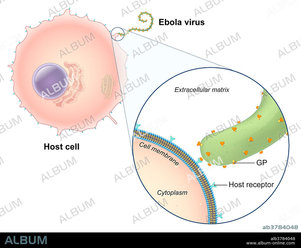 An illustrated diagram of the Ebola virus replication process. The ebola virus is a single-stranded RNA filovirus responsible for severe haemorrhagic fever in humans. In this illustration, the virus is seen attaching to receptors on the host cell's membrane using glycoprotein (GP) peplomers found on the viral envelope. Image 1 of 5.