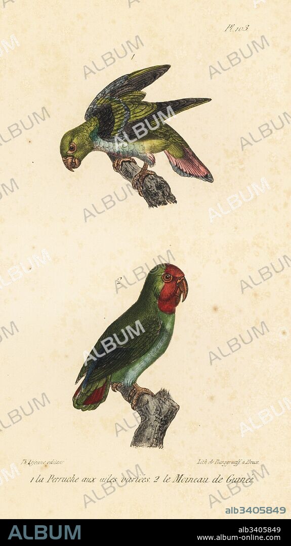 Golden-winged parakeet, Brotogeris chrysoptera, and red-headed lovebird, Agapornis pullarius. Handcoloured lithograph from Th. Lejeune's Complete Works of Buffon, Oeuvres Completes de Buffon, Brussels, 1837.