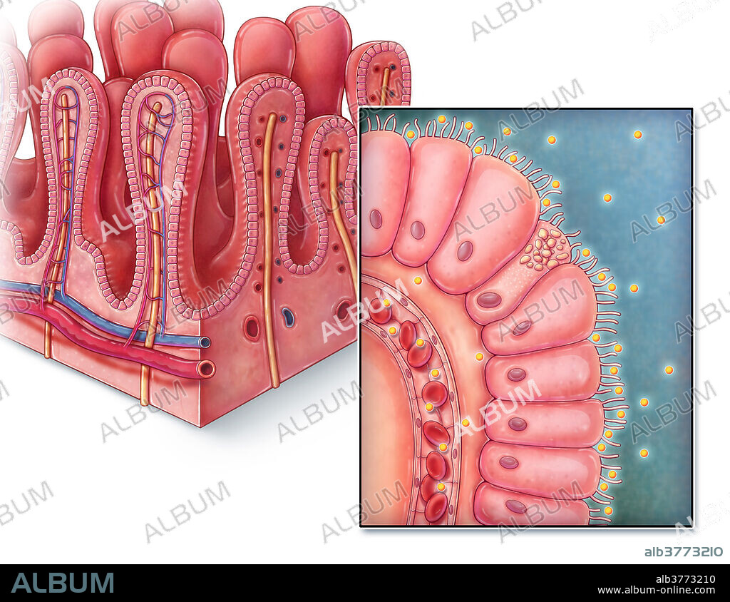 An illustrated section of villi from the small intestine as well as a close up view of a single villus. Villi are finger-like projections that extend into the lumen of the small intestine, increasing surface area for greater nutrient absorption. Each villus is lined with columnar epithelium known as enterocytes, with each cell containing microvilli to further increase surface area. Digested nutrients are absorbed into nearby capillaries so that it can then be transported to the rest of the body.