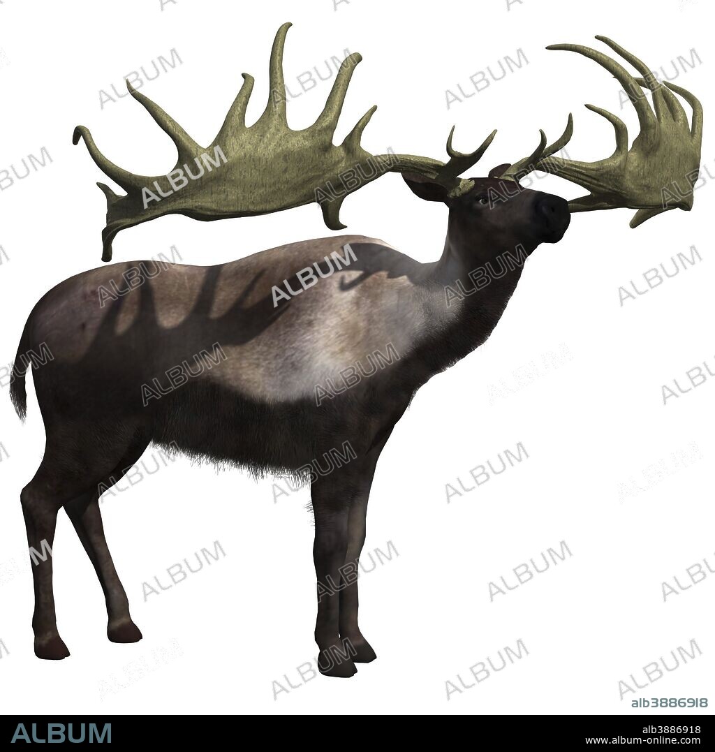 Megaloceros giganteus on white background.