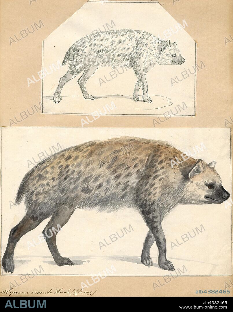 Hyaena crocuta, Print, Hyaena is a genus comprising two of the living species of hyenas: the striped hyena (Hyaena hyaena) from western Asia and northern Africa and the brown hyena (Hyaena brunnea) from southern Africa. The brown hyena has sometimes been placed in a separate genus Parahyaena, or even included in the otherwise fossil genus Pachycrocuta, but recent sources have tended to place it in Hyaena., 1700-1880.