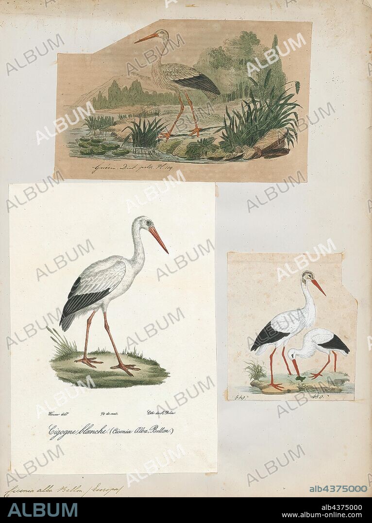 Ciconia alba, Print, The white stork (Ciconia ciconia) is a large bird in the stork family Ciconiidae. Its plumage is mainly white, with black on its wings. Adults have long red legs and long pointed red beaks, and measure on average 100–115 cm (39–45 in) from beak tip to end of tail, with a 155–215 cm (61–85 in) wingspan. The two subspecies, which differ slightly in size, breed in Europe (north to Finland), northwestern Africa, southwestern Asia (east to southern Kazakhstan) and southern Africa. The white stork is a long-distance migrant, wintering in Africa from tropical Sub-Saharan Africa to as far south as South Africa, or on the Indian subcontinent. When migrating between Europe and Africa, it avoids crossing the Mediterranean Sea and detours via the Levant in the east or the Strait of Gibraltar in the west, because the air thermals on which it depends for soaring do not form over water., 1700-1880.