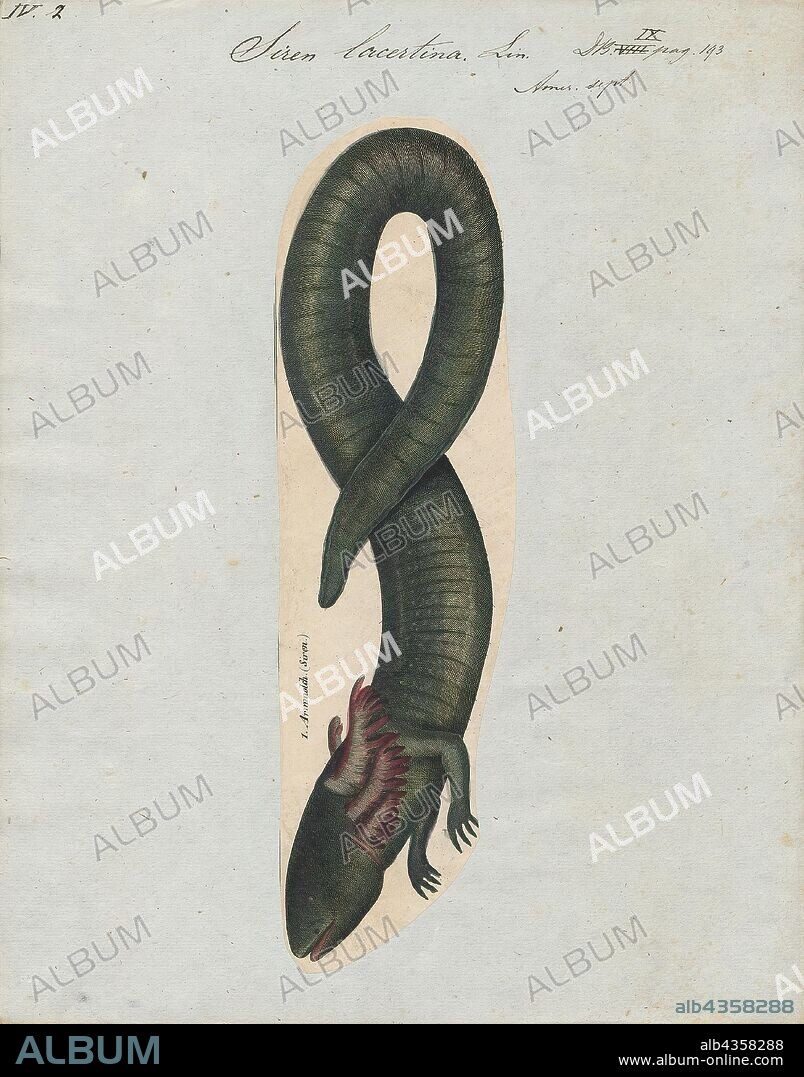 Siren lacertina, Print, The greater siren (Siren lacertina) is an eel-like amphibian and one of the three members of the genus Siren. The largest of the sirens and one of the largest amphibians in North America, the greater siren resides in the coastal plains of the southeastern United States., 1700-1880.