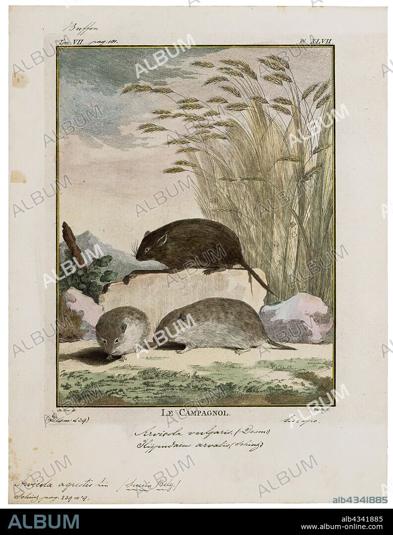 Arvicola agrestis, Print, The water voles are large voles in the genus Arvicola. They are found in both aquatic and dry habitat through Europe and much of northern Asia. A water vole found in Western North America was historically considered a member of this genus, but has been shown to be more closely related to members of the genus Microtus. Head and body lengths are 12–22 cm, tail lengths are 6.5–12.5 cm, and their weights are 70–250 g. The animals may exhibit indeterminate growth. They are thick-furred and have hairy fringes on their feet that improve their swimming ability., 1700-1880.