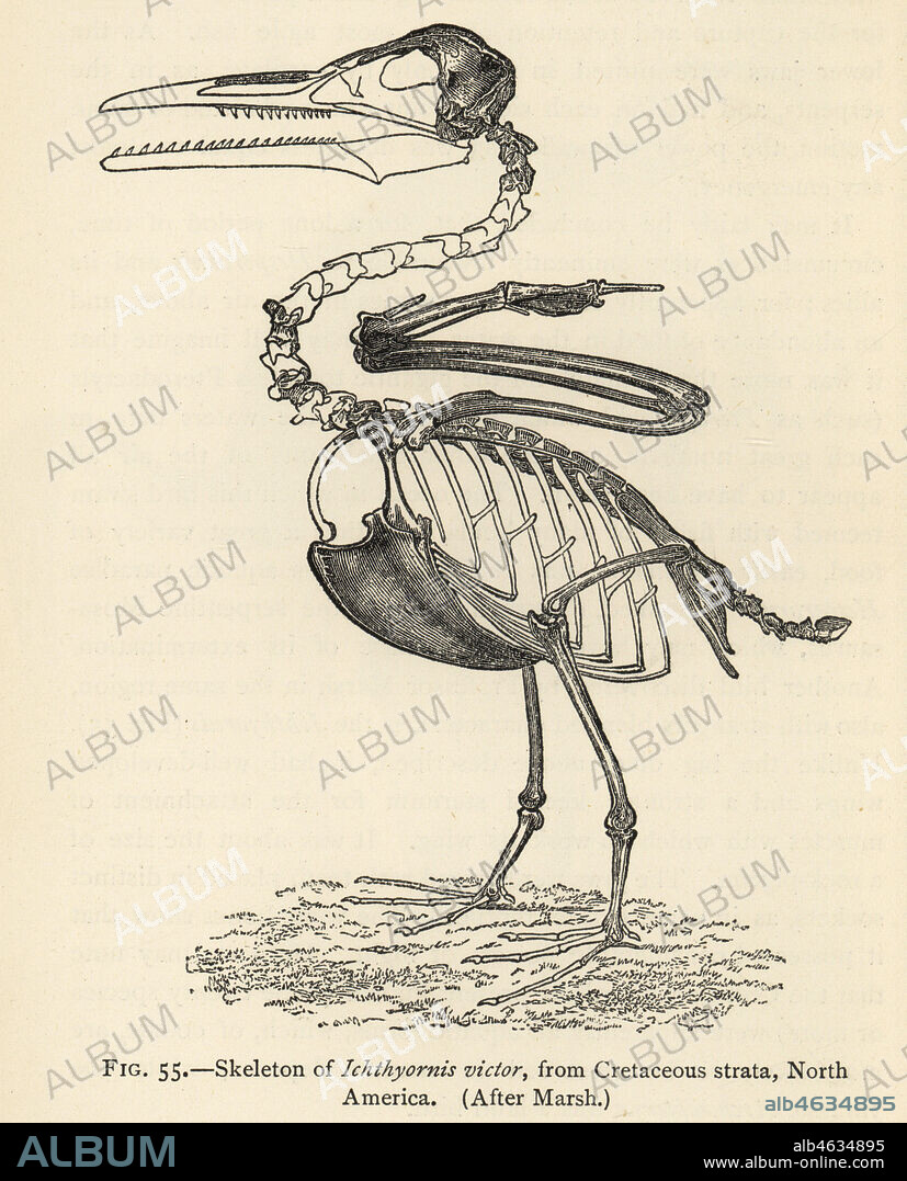 Skeleton of extinct Ichthyornis dispar (Ichthyornis victor), Cretaceous Strata, North America. After Othniel Charles Marsh. Illustration from Henry Neville Hutchinsons Creatures of Other Days, Popular Studies in Palaeontology, Chapman and Hall, London, 1896.