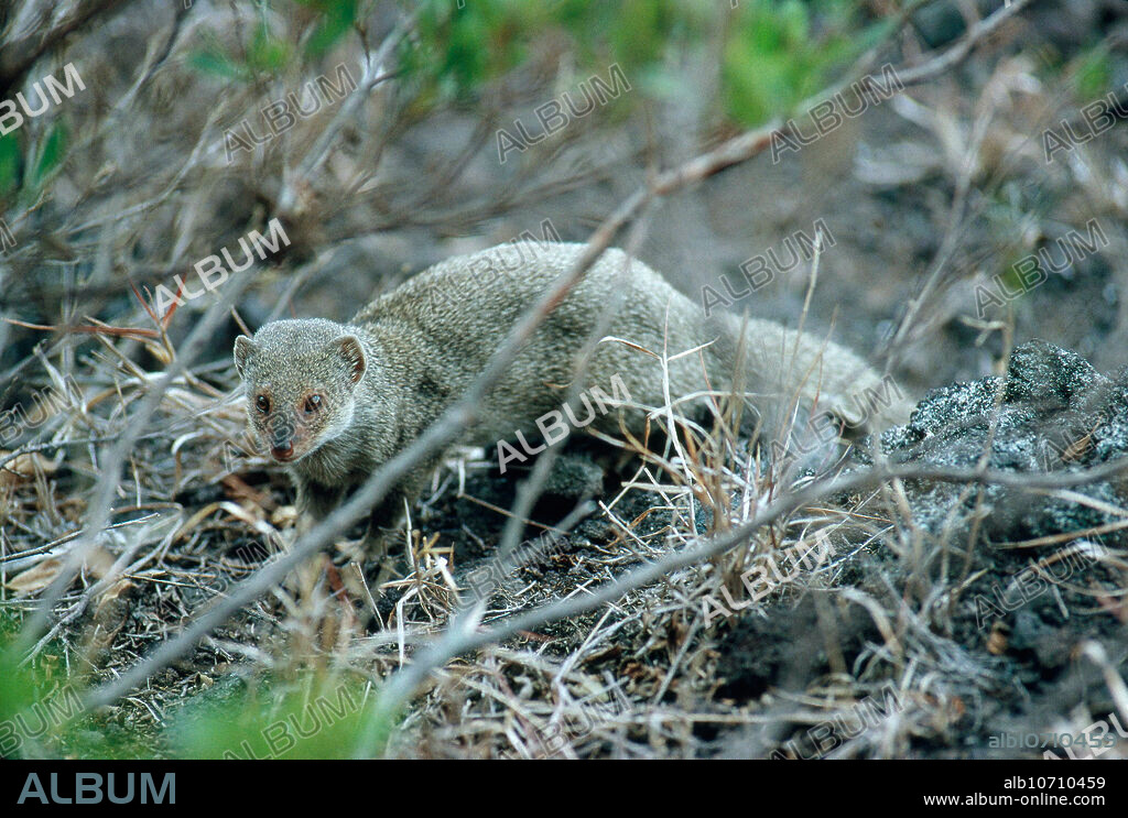 Indian mongoose (Herpestes auropunctatus) on the Big Island of Hawaii. Introduced in 1883, the Indian mongoose is now a pest and predator or birds eggs.