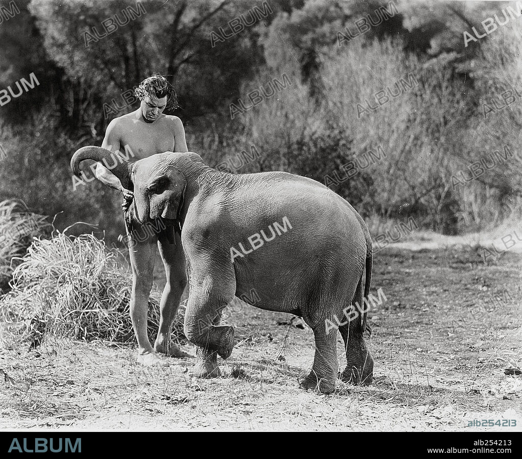 JOHNNY WEISSMULLER dans TARZAN FINDS A SON!, 1939, réalisé par RICHARD THORPE. Copyright M.G.M.