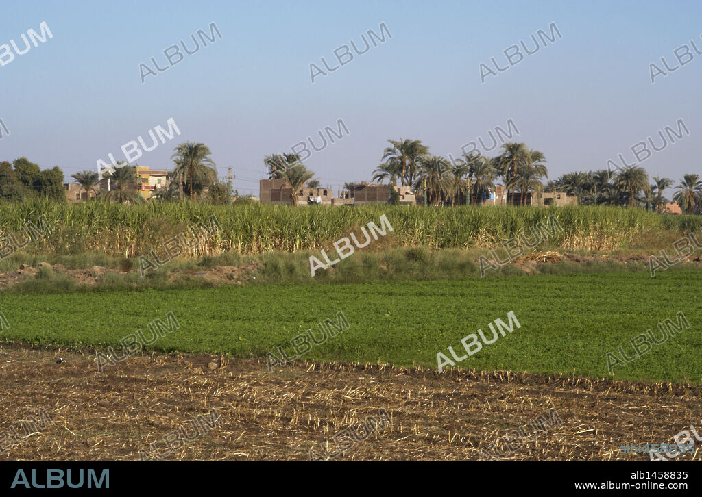 Egypt. Luxor. Agricultural area.