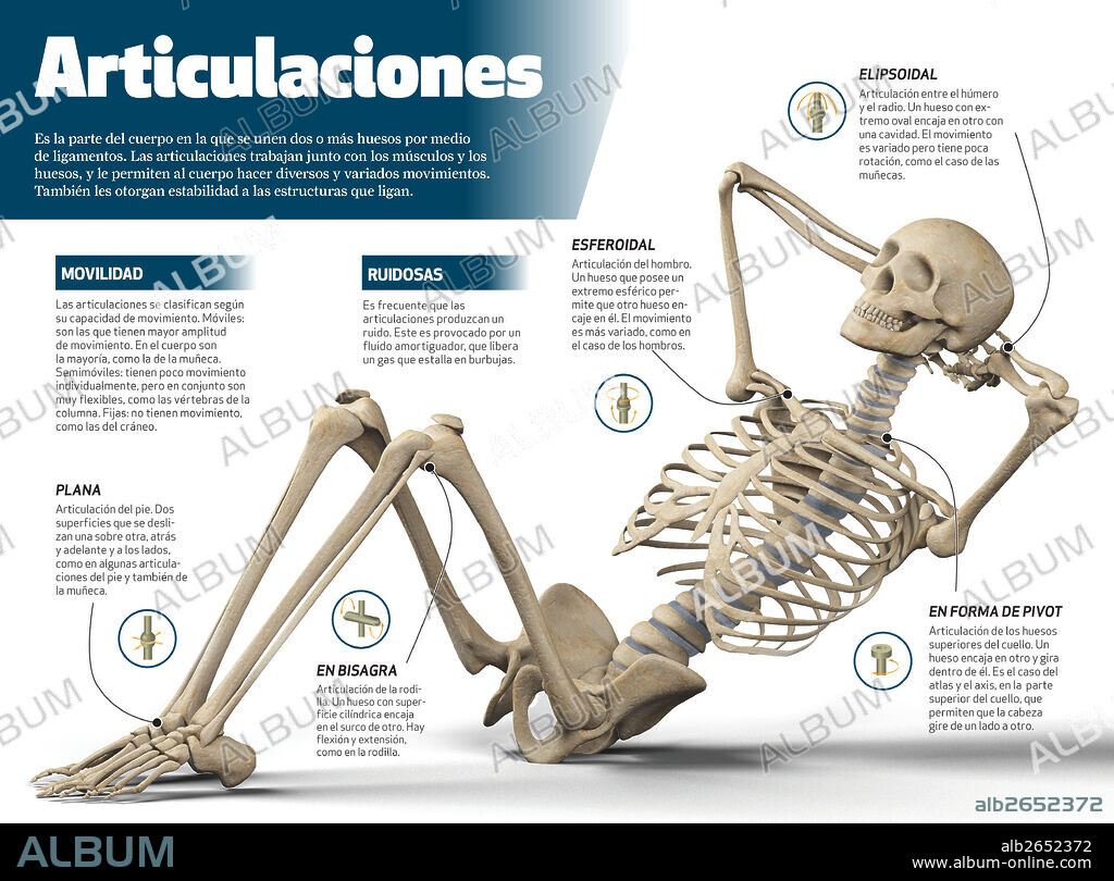 articulaciones. Infografía de las articulaciones del cuerpo humano.