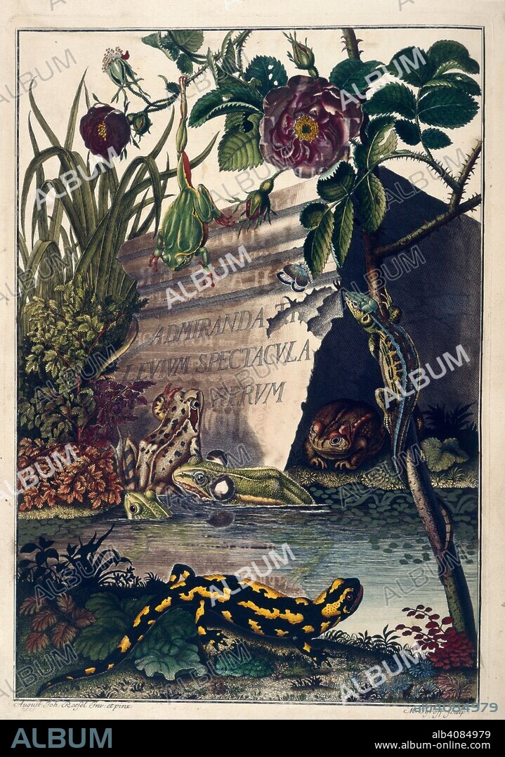 AUGUST JOHANN ROESEL VON ROSENHOF y M TYROFF. Pond Life. Historia naturalis ranarum nostratium. Nuremberg, 1758. A pond with frogs and other creatures.  Image taken from Historia naturalis ranarum nostratium.  Originally published/produced in Nuremberg, 1758. . Source: 458.f.12, frontispiece.