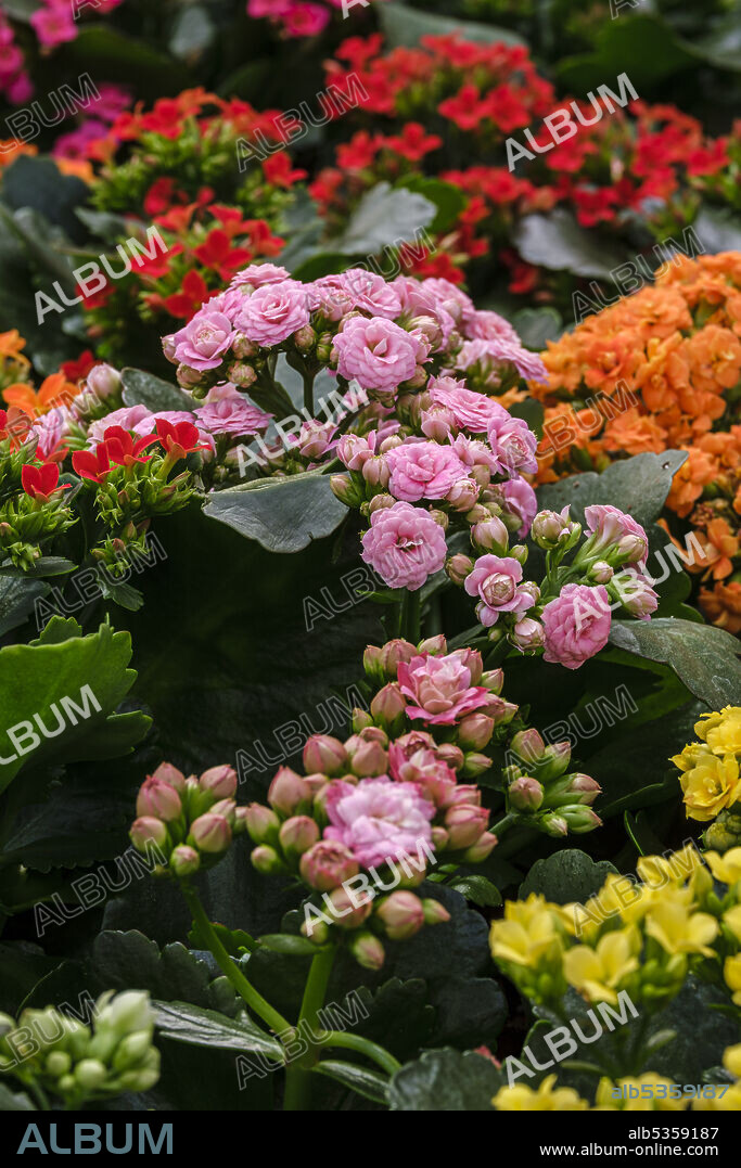 Kalanchoe, species of the Crassulaceae family, Mallorca, Balearic Islands, Spain.