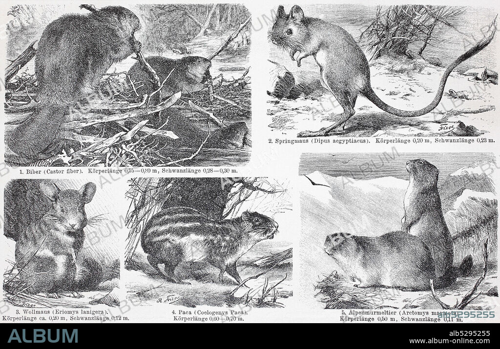 different rodents, beaver, dipodid, Chinchilla, Paca, alpine marmot, Marmota marmota,   /  verschiedene Nagetiere, Biber, Dipodid, Chinchilla, Paca, Alpenmurmeltier, Marmota Marmota, Historisch, digital improved reproduction of an original from the 19th century / digitale Reproduktion einer Originalvorlage aus dem 19. Jahrhundert.