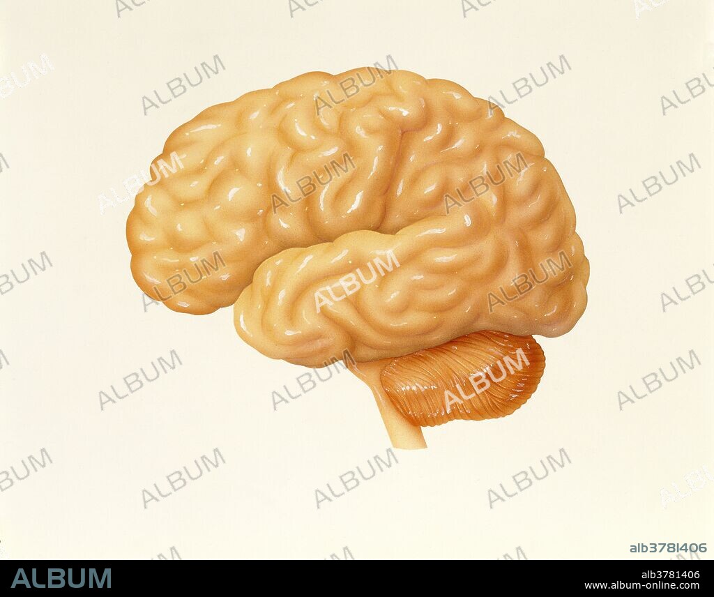 Illustrated lateral view of the human brain. This surface view shows the cerebral hemispheres (larger structure at top), the cerebellum (smaller structure below cerebral hemispheres and towards the back of the head) and the brain stem (thin stalk-like structure below cerebral hemispheres and anterior to cerebellum). Nearly the entire surface of the cerebral hemispheres are marked by elevated ridges of tissue called gyri separated by shallow grooves called suki or by deeper grooves called fissures. The cerebral cortex (outermost layer of the cerebral hemispheres) is the area that allows us to perceive, communicate, remember, understand, appreciate, and initiate voluntary movements. The cerebellum is the brain region most involved in producing smooth, coordinated skeletal muscle activity. The brain stem regions are the midbrain, pons, and medulla oblongata. Brain stem centers produce the rigid, automatic behaviors that run our body functions.