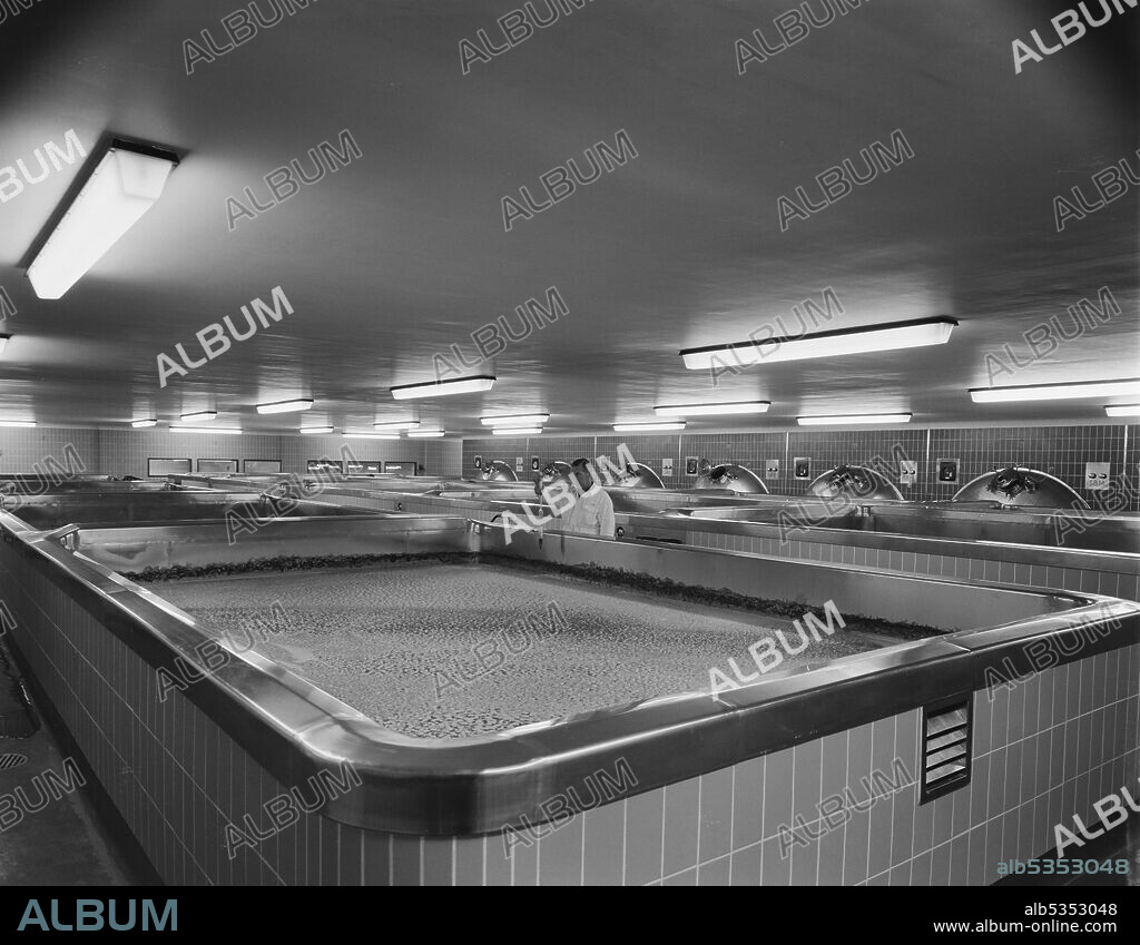 JOHN LAING PLC. The fermenting floor at the top of the fermentation storage block at the new Harp Lager Brewery, with open vessels containing a fermenting brew and a brewer checking its gravity. The new brewery for Harp Lager at Manor Park was built by Laing with the design of the project being carried out by architects and engineers from the Group Technical Services, working with engineers from Arthur Guinness, Son and Company Limited. John Laing Construction Ltd began the building work in 1961 and the brewery was opened on 28th June 1963. The brewery was taken over by Bass in 1979, then later by Molson Coors, subsequently closing in 2015.