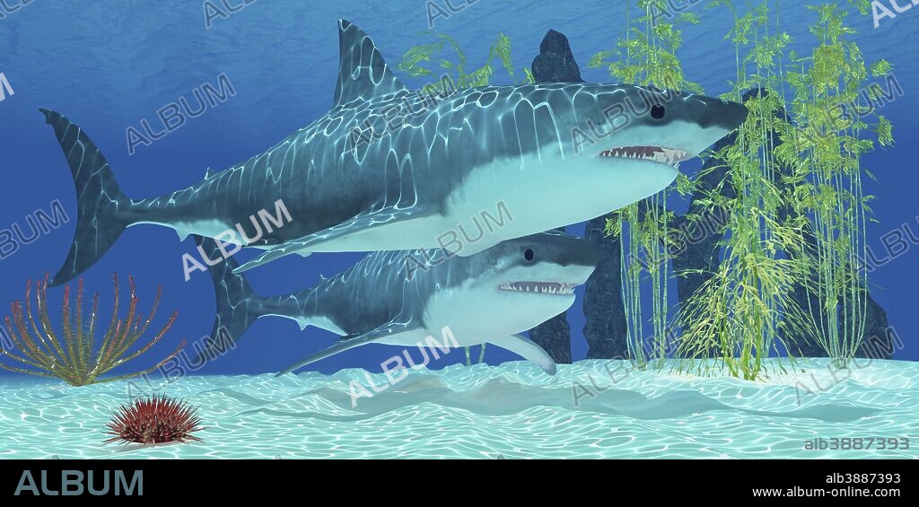 The Megalodon is an extinct megatoothed shark from prehistoric seas and was 20.3 meters or 67 feet long.