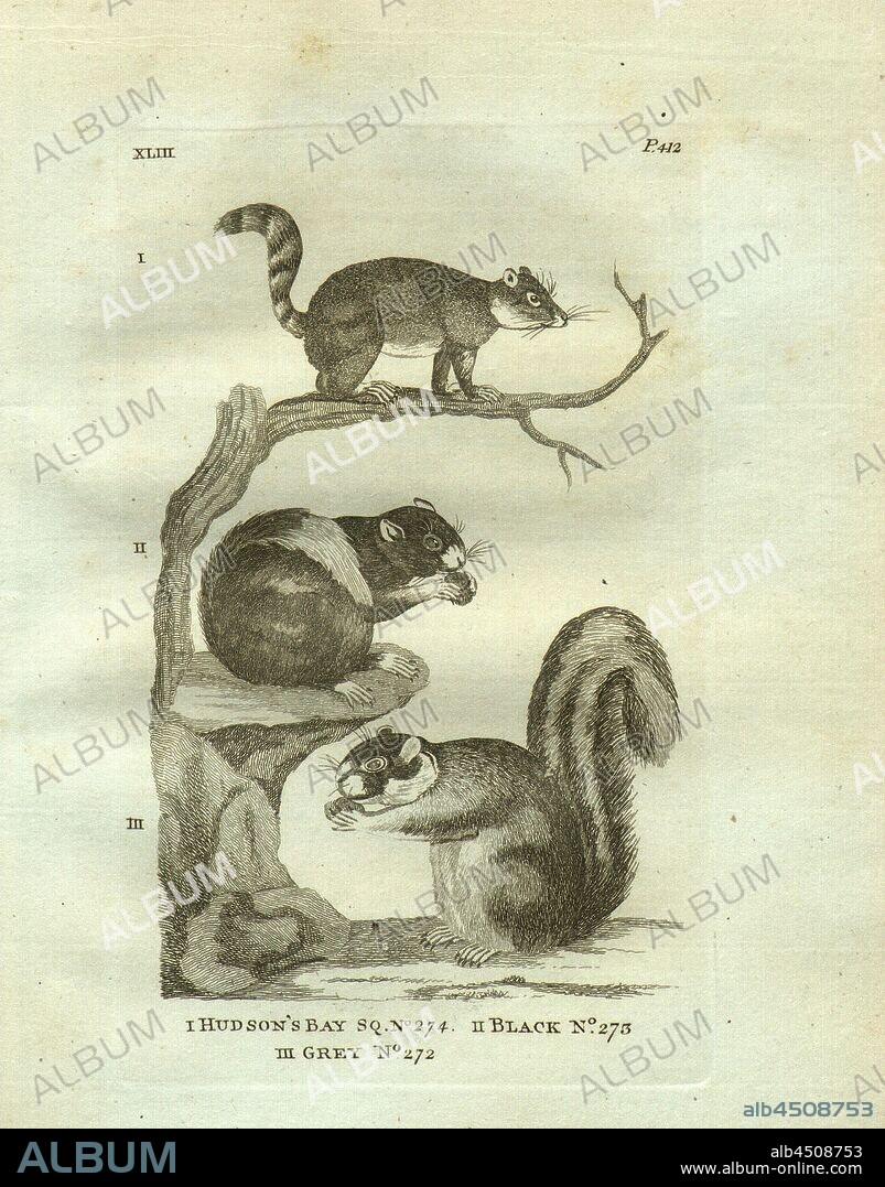 Hudson Bay Squirrel, Black Squirrel, Grey Squirrel, Illustration of the Hudson Bay Squirrel, Black Squirrel and Gray Squirrel, copperplate engraving, ill. XLIII, after p. 412, 1781, Thomas Pennant: History of quadrupeds. London: Printed for B. White, 1781.