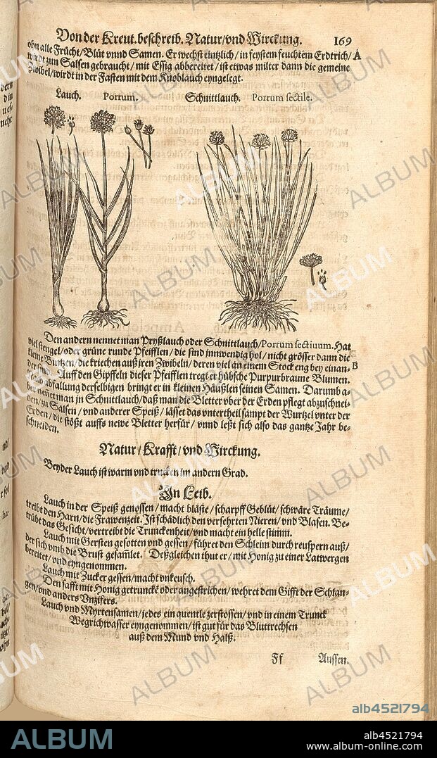 Leek and chives fectile, Leek and chives, Fol. 169r, 1590, Pietro Andrea Mattioli, Joachim Camerarius: Kreuterbuch desz hochgelehrten unnd weitberühmten Herrn D. Petri Andreae Matthioli. Franckfort am Mayn: [Feyrabendt], 1590.