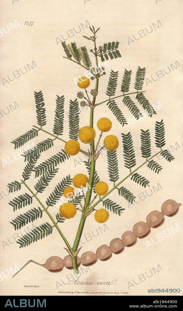 Egyptian thorn tree, Acacia nilotica. Handcoloured botanical illustration drawn and engraved on steel by Weddell from John Stephenson and James Morss Churchill's "Medical Botany: or Illustrations and descriptions of the medicinal plants of the London, Edinburgh, and Dublin pharmacopœias," John Churchill, London, 1831.