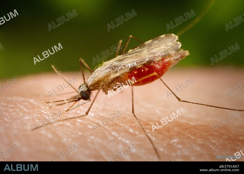 This close-up photograph shows the Anopheles minimus mosquito, a malaria vector of the Orient, feeding on a human host. Anopheles minimus is one of the mosquito species responsible for spreading the drug resistant Plasmodium falciparum parasite in Thailand and Vietnam. As a result, drug resistant malaria has become one of the most important problems in malaria control in recent years.