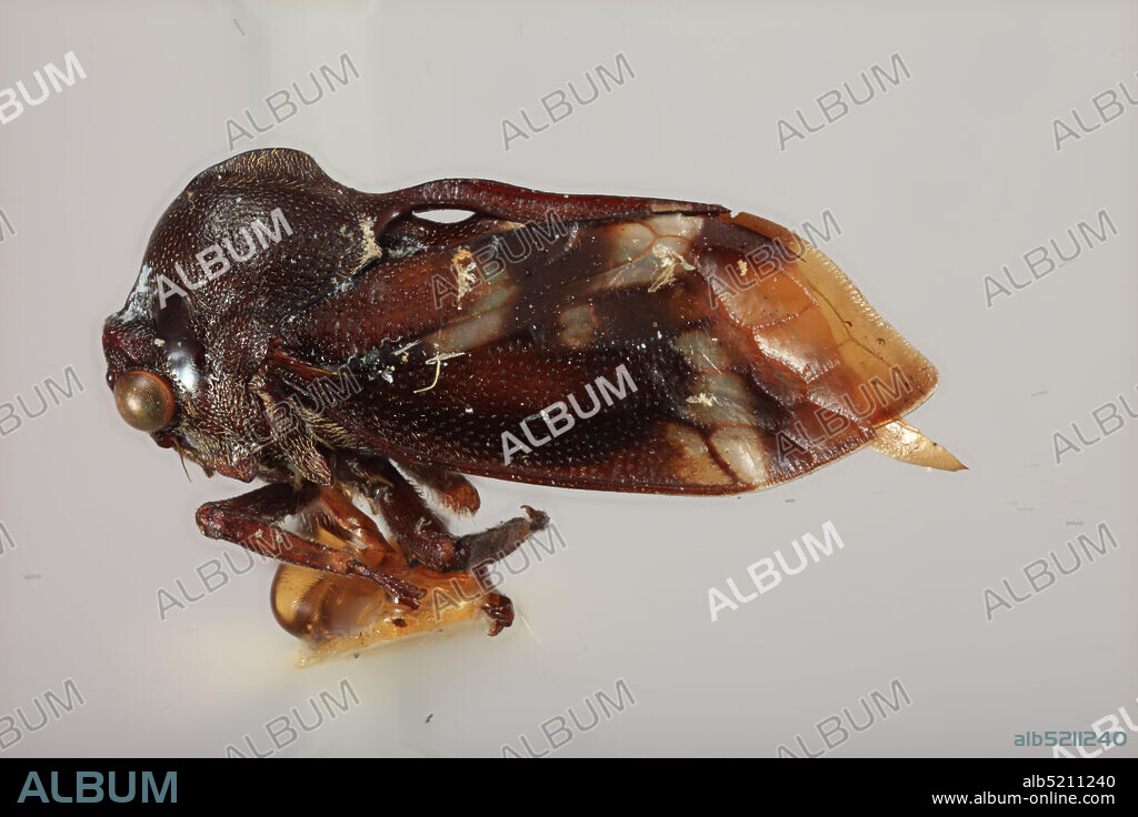 W. Borneo, Manorg, Kalimantan Barat, Indonesia, Ebhul carinatus Funkhouser, 1915, Animalia, Arthropoda, Insecta, Hemiptera, Homoptera, Membracidae.