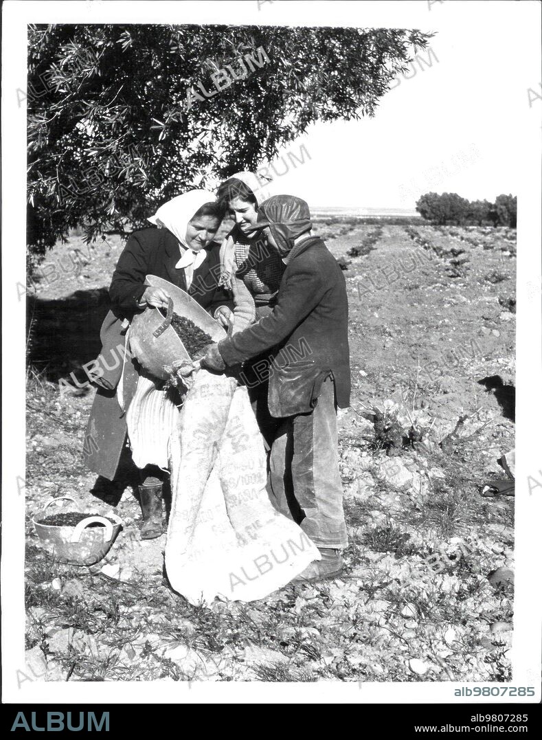 1963. Recogida de la Aceituna. Una vez Recogida, se Transporta en Capachos, normalmente en la Cabeza, para luego llenar Sacos que Serán Transportados A la almazara.