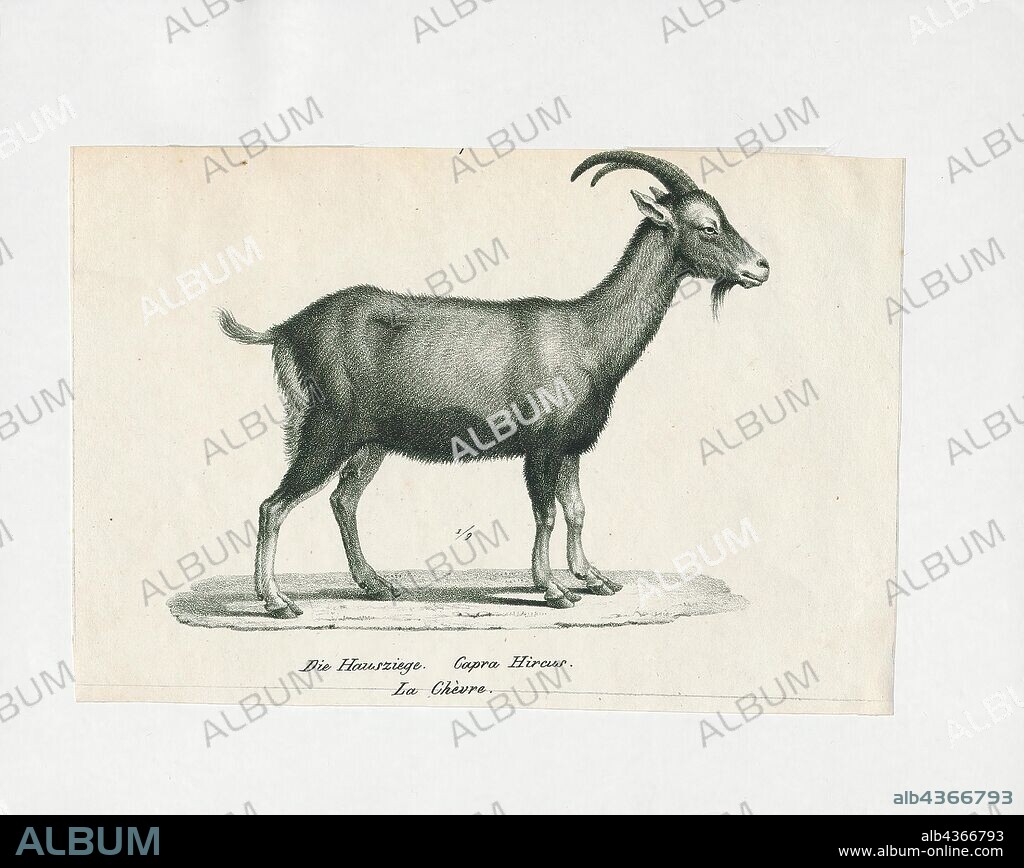 Capra hircus, Print, The domestic goat or simply goat (Capra aegagrus hircus) is a subspecies of C. aegagrus domesticated from the wild goat of Southwest Asia and Eastern Europe. The goat is a member of the animal family Bovidae and the subfamily Caprinae, meaning it is closely related to the sheep. There are over 300 distinct breeds of goat. Goats are one of the oldest domesticated species of animal, and have been used for milk, meat, fur and skins across much of the world. Milk from goats is often turned into goat cheese., 1700-1880.