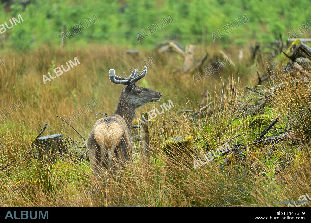 Female Red deer (Cervus Elaphus) on grassland, Glencoe, Scottish Highlands, Scotland, United Kingdom, Europe.