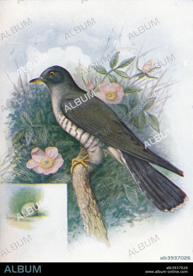 'Cuckoo - Cuc'ulus cano'rus', c1910, (1910). From Britain's Birds and Their Nests, by A. Landsborough Thomson. [The Waverley Book Company, Limited, W. & R. Chambers, Limited, London & Edinburgh, 1910].