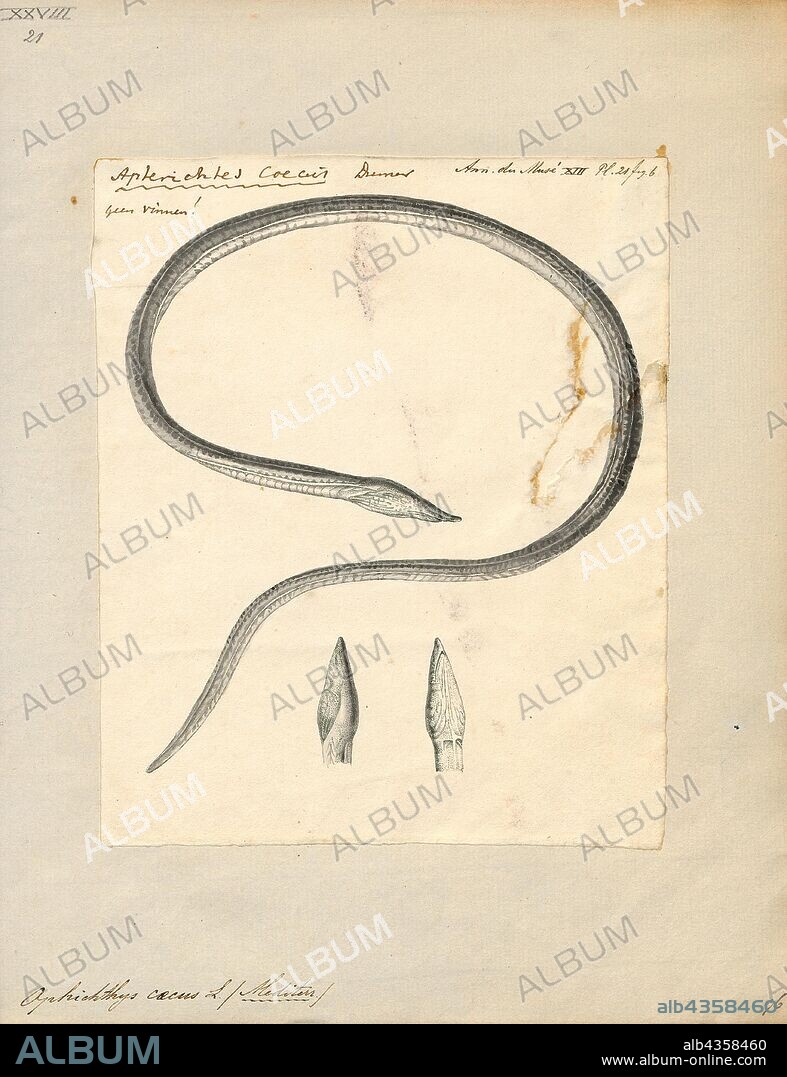 Ophichthys caecus, Print, Apterichtus caecus, the European finless eel, is a species of snake eel native to the eastern Atlantic Ocean, including Balearic Island, the western Mediterranean, the Azores, and the Gulf of Guinea. It can be found on the continental shelf at depths of from 10 to 40 metres (33 to 131 ft) living in burrows in mud or sand. It preys on other fishes as well as benthic invertebrates. Spawning for this species in the Mediterranean has been recorded in the early summer months of May and June. This species can reach a length of 60 centimetres (24 in) TL., 1809.