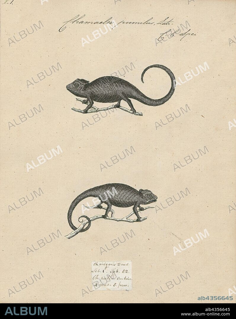 Chamaeleo pumilus, Print, Chamaeleo dilepis, flap-necked chameleon. Chamaeleo is a genus of chameleons found primarily in the mainland of sub-saharan Africa, but a few species are also present in northern Africa, southern Europe and southern Asia east to India and Sri Lanka., 1700-1880.