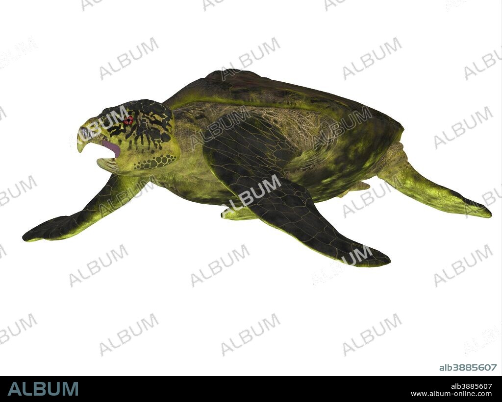 Archelon sea turtle on white background. Archelon was a giant sea turtle that lived in South Dakota, USA during the Cretaceous Period.