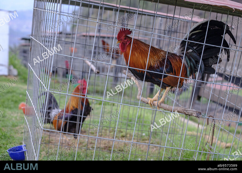 criadero de gallos de pelea, Hacienda San Antonio, Acul, departamento del Quiché, Triángulo Ixil, Guatemala, America Central.