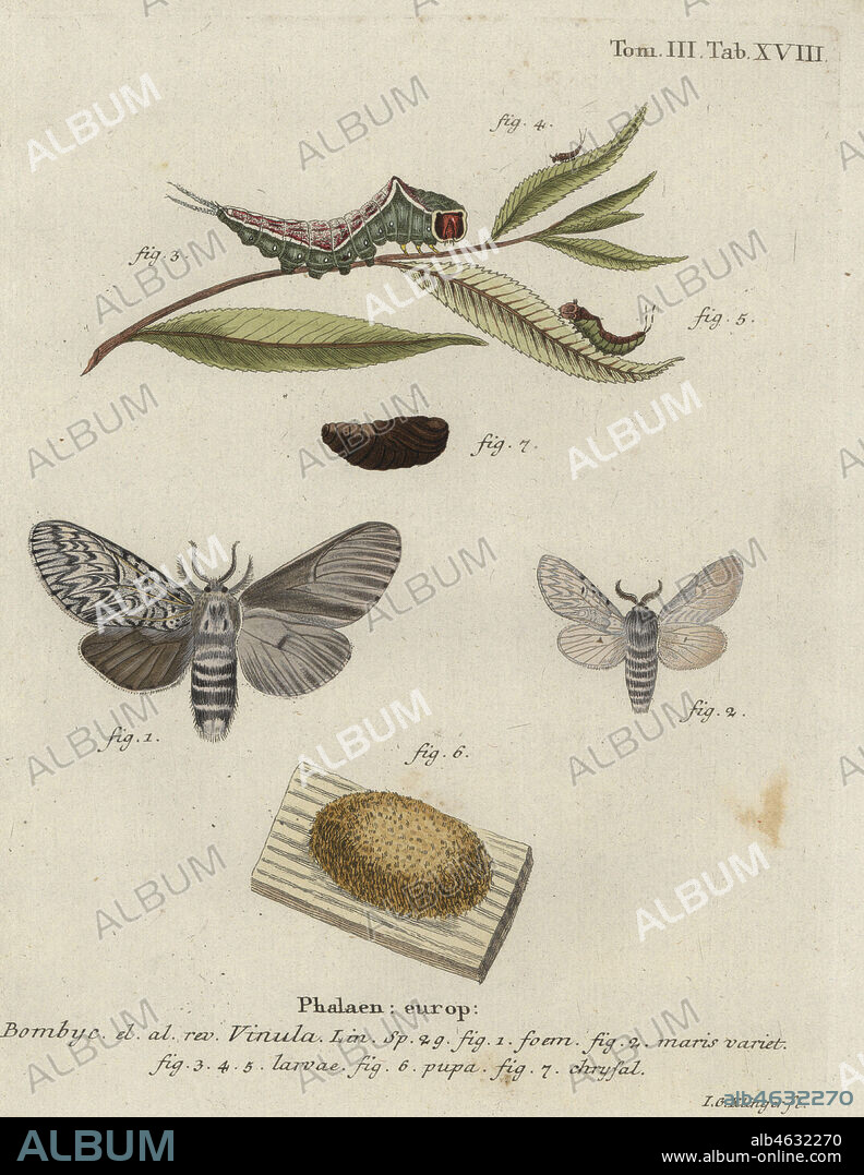 Puss moth, Cerura vinula, male, female, larva, pupa, chrysalis. Phalaena vinula. Handcoloured copperplate engraving by Johann Georg Klinger from Eugenius Johann Christoph Espers Die Schmetterlinge in Abbildungen nach der Natur, Erlangen, 1786.