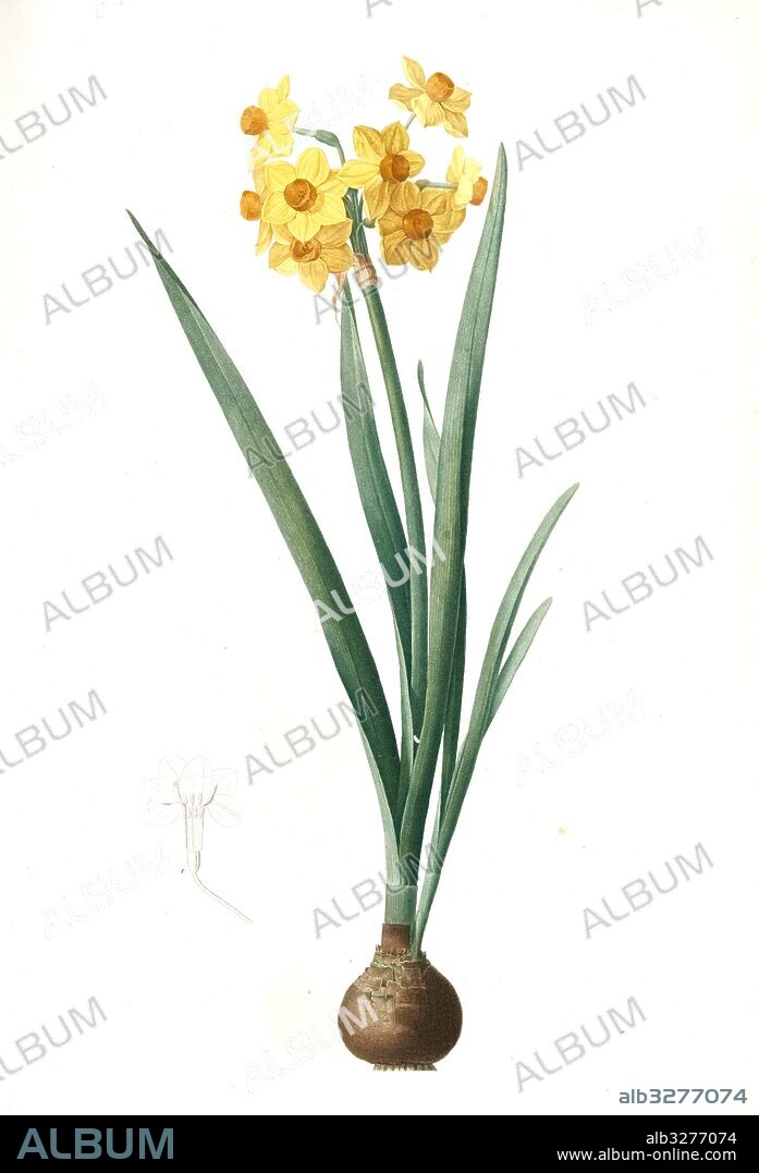 Narcissus Tazetta, Narcissus dubius; Narcisse douteux; Polyanthes Narcissus, cream narcissus; bunch flowered narcissus, Redouté, Pierre Joseph, 1759-1840, les liliacees, 1802 - 1816.