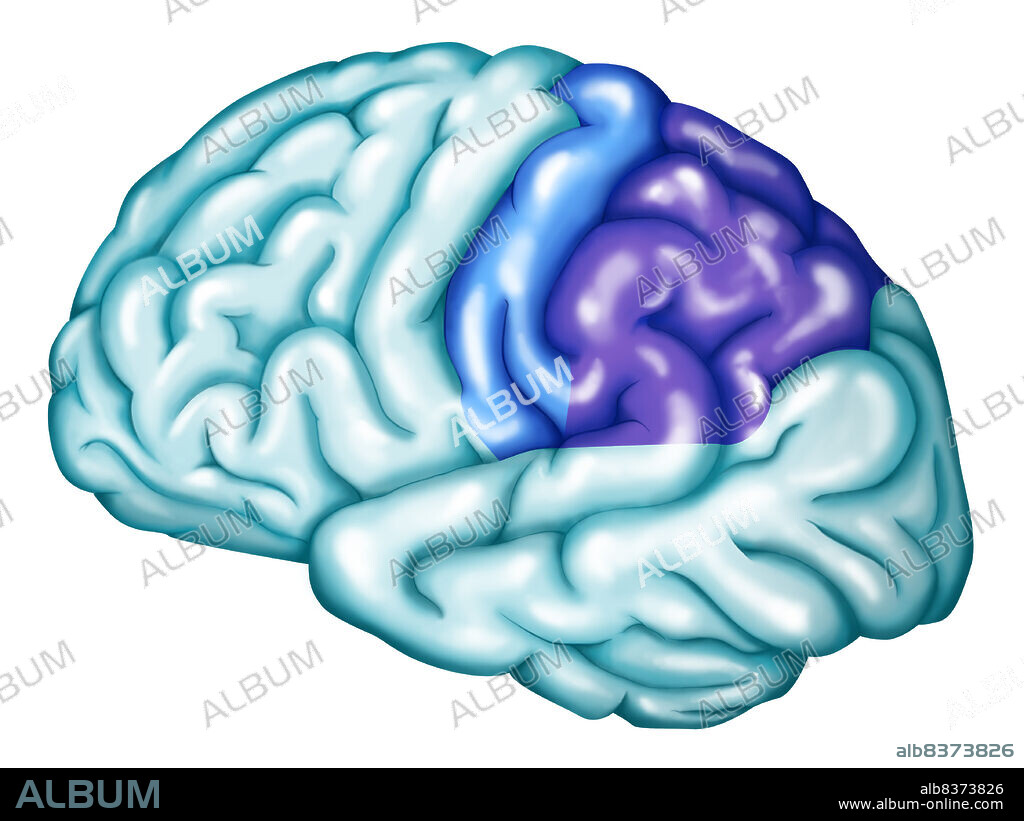 Parietal lobe : somatosensory cortex.. The parietal lobe of the brain includes the somatosensory cortex : primary somatosensory cortex (at the level of the postcentral gyrus, in light blue) and somatosensory association cortex (or posterior parietal cortex parietal, in dark blue).. The primary somatosensory cortex (light blue) collects the messages coming from the sensorial receptors of the somesthesia : sense of touch, proprioception, nociception and temperature. The somatosensory association cortex (dark blue) plays a fundamental role in voluntarily movement, by evaluating the context in which it will be performed. Therefore, herefore, the somatosensorial, proprioceptive and visual information, are transmitted to the somatosensory association cortex. See. images 0742907 for the somatosensory association cortex alone, 0743007 for the primary somatosensory cortex alone, 0744107 for the parietal lobe.