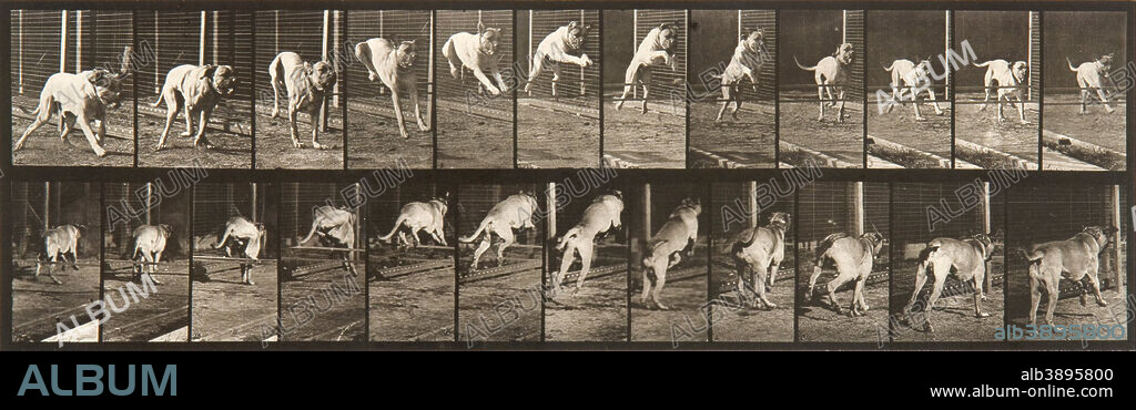 EADWEARD MUYBRIDGE. Animal Locomotion, Plate 712. Date/Period: 1887. Photograph. Collotype. Height: 635 mm (25 in); Width: 787.40 mm (31 in).