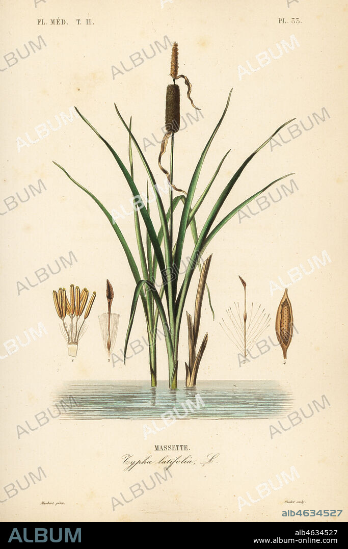 Bulrush or broadleaf cattail, Typha latifolia, Massette. Handcoloured steel engraving by Oudet after a botanical illustration by Edouard Maubert from Pierre Oscar Reveil, A. Dupuis, Fr. Gerard and Francois Herincqs La Regne Vegetal: Flore Medicale, L. Guerin, Paris, 1864-1871.