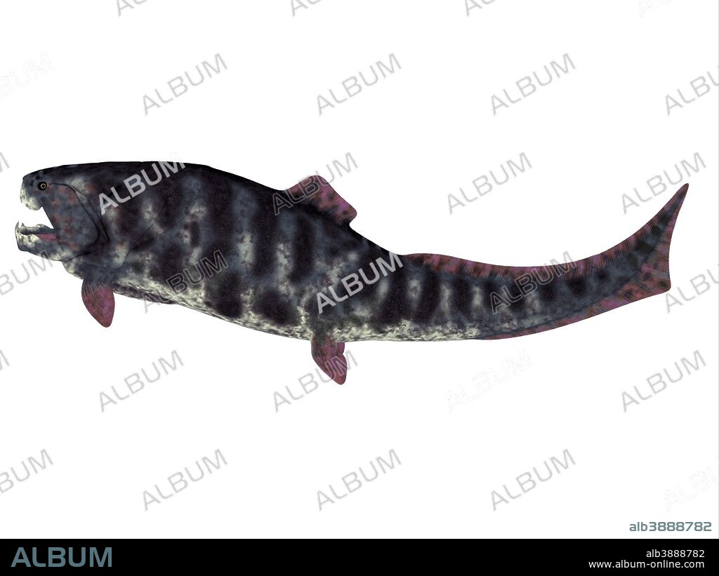 Dunkleosteus is a Devonian prehistoric fish that lived in the seas of North America, Poland, Belgium and Morocco.
