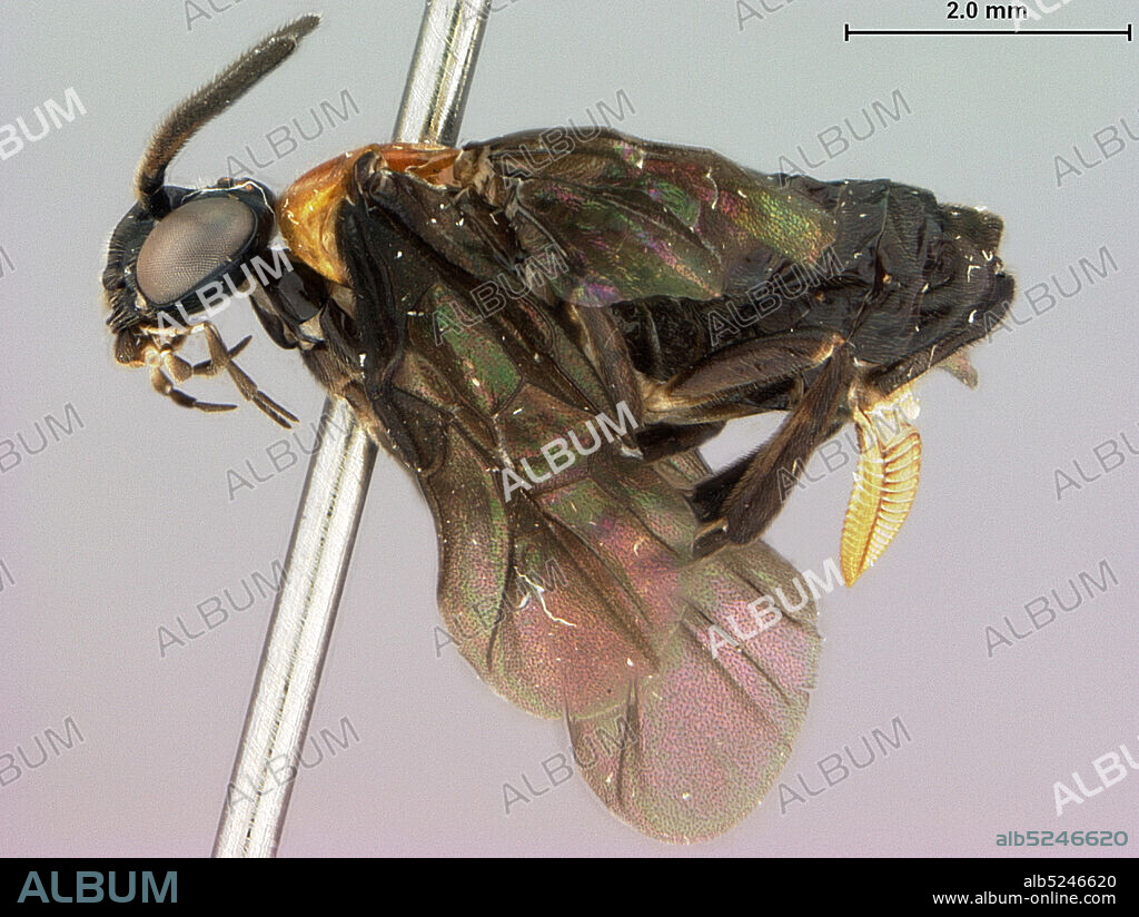 Santa Rosa National Park, Guanacaste, Costa Rica, Acrogymnia palama Smith, 1992, Animalia, Arthropoda, Insecta, Hymenoptera, Symphyta, Argidae.