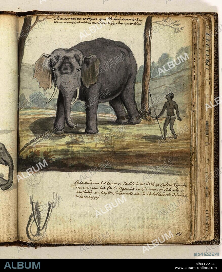 Wild elephant tied between trees. Draughtsman: Jan Brandes. Dating: Dec-1785. Place: Ja-Ela. Measurements: h 195 mm × w 155 mm.