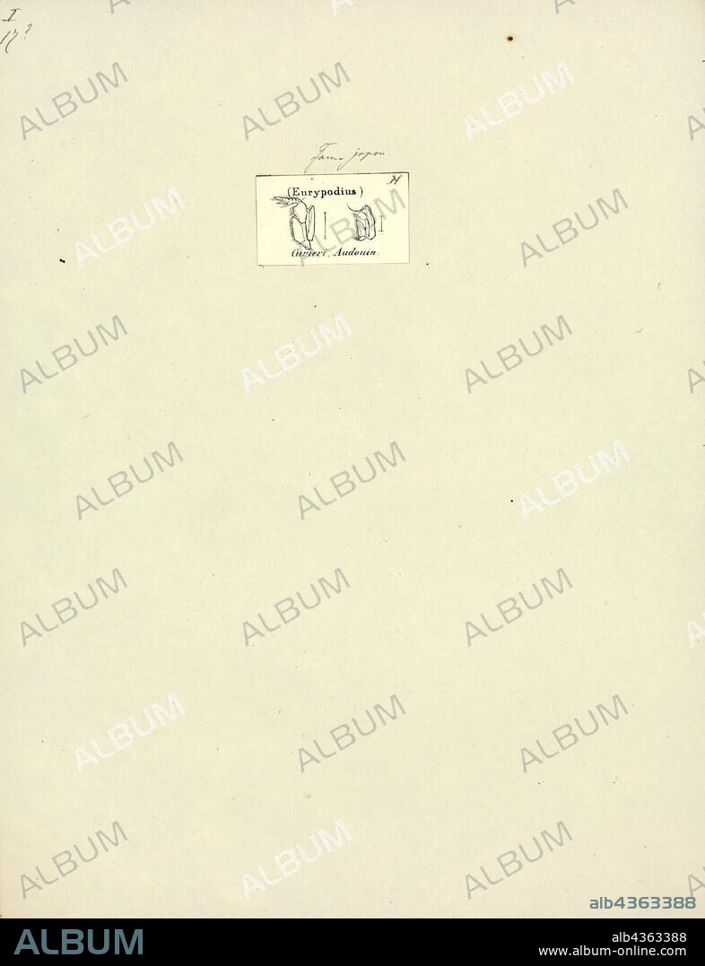 Eurypodius cuvieri, Print.