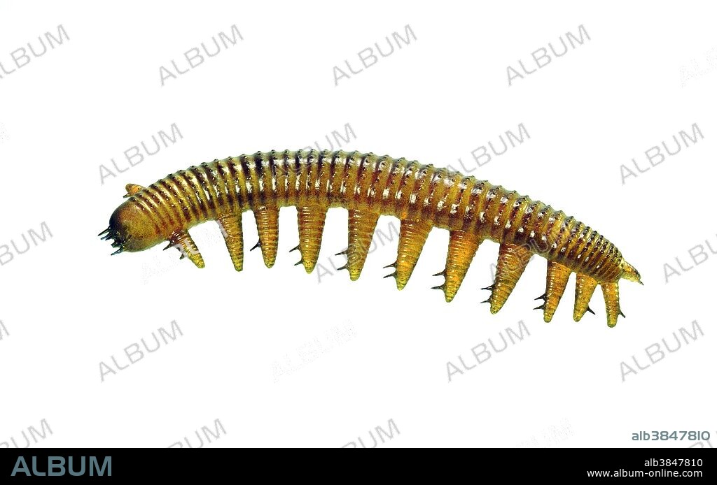 Lateral reconstruction of the onychophoran, Aysheaia pedunculata, from the Middle Cambrian Burgess Shale of British Columbia. This marine lobopod is thought to be related to modern-day velvet worms, like Peripatus, which live in the moist leaf litter of tropical forests in South America. Aysheaia is often preserved in association with sponges on which it may have fed. The length of preserved fossils ranges from 1 to 6 cm.