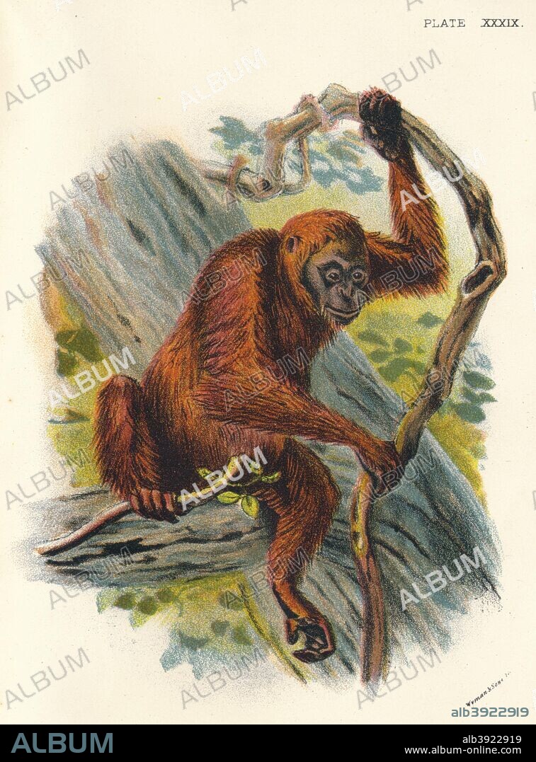 'The Orang-Utan', 1897. From Lloyd's Natural History - Monkeys, Part V, by Henry O. Forbes, LL.D., F.Z.S., &C., and edited by R. Bowdler Sharpe, LL.D. F.L.S., &c [Edward Lloyd, Limited, London, 1897].